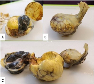 Parts of a balut